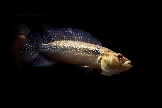 crenicichla_sp._guyana_(5).jpg