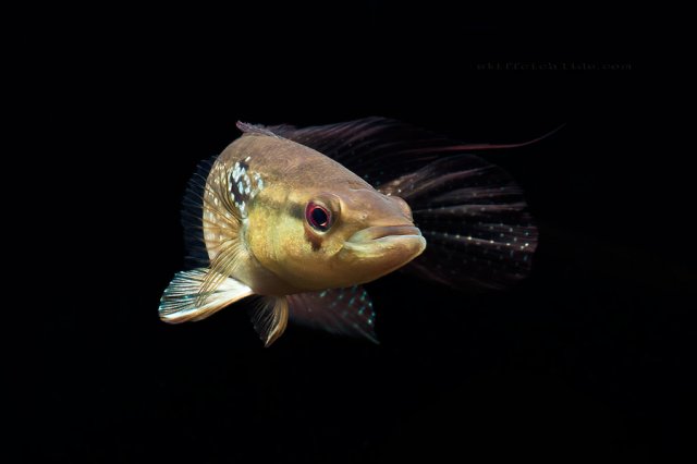 crenicichla_sp._guyana_(7).jpg