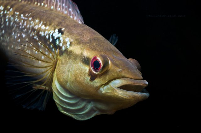 crenicichla_sp._guyana_(3).jpg