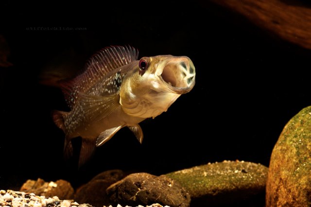 crenicichla_sp._guyana_(1).jpg