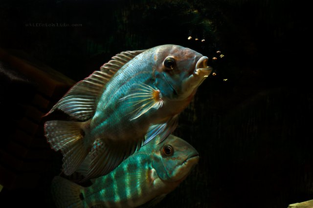 Hoplarchus psittacus1.jpg