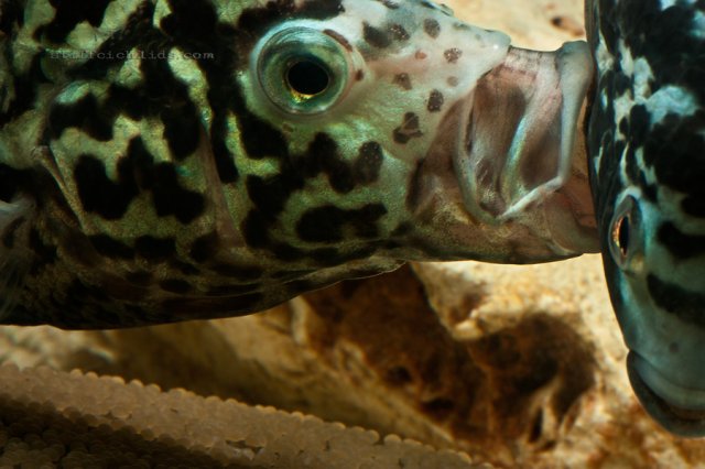 Nandopsis tetracanthus (3).jpg Nandopsis tetracanthus (3).jpg