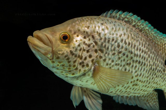 Parachromis managuensis gold (4).jpg
