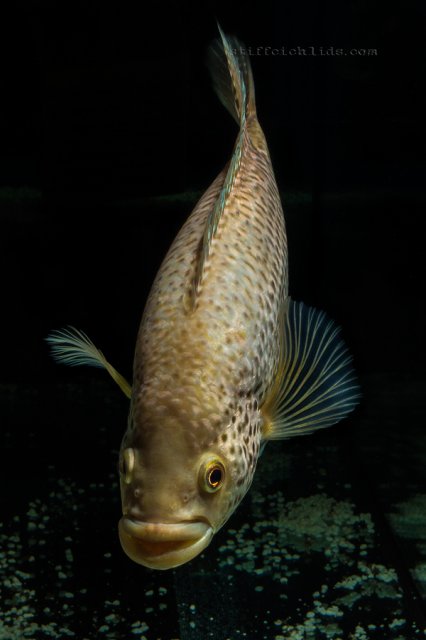 Parachromis managuensis gold (5).jpg