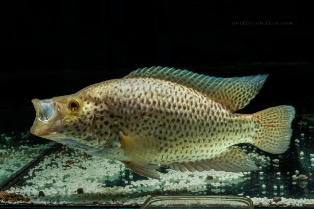 Parachromis managuensis gold (7).jpg