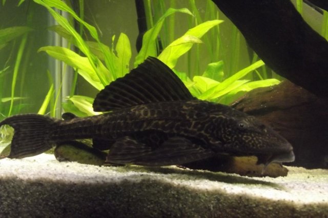 Common Pleco 3 years.jpg