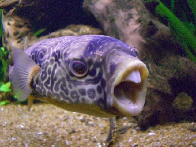 giant puffer fish teeth.jpg