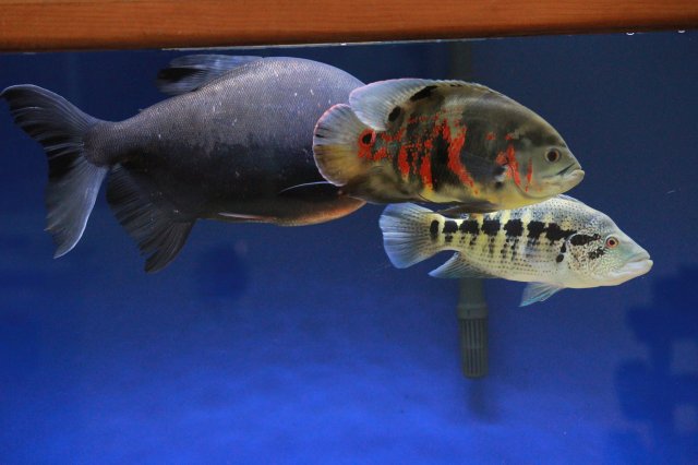 240g tank 2 Pacu 1 Dovii and 1 Oscar MonsterFishKeepers.com