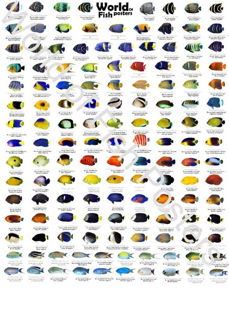 10845710_360525617485155_8564847819596142594_o.jpg