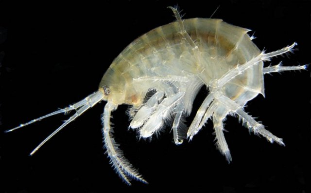 Gammarus_roeselii.jpg