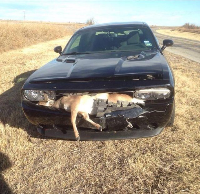 challenger hungry.jpg