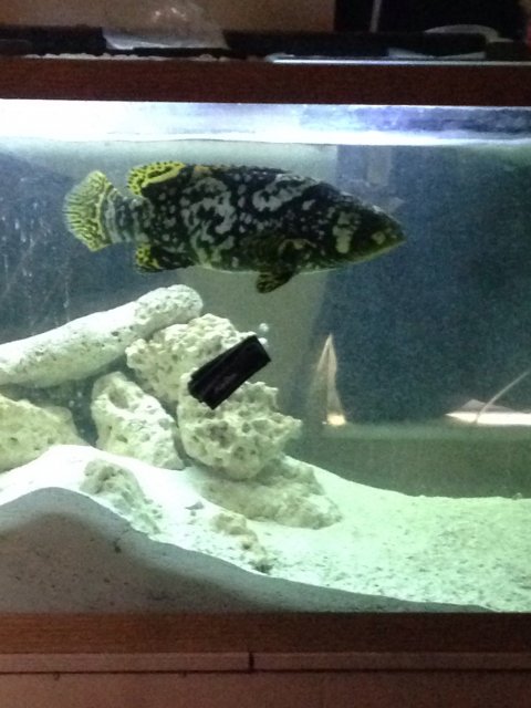 Big Bad Bumble Bee Monsterfishkeepers Com