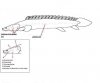 bichir anatomy.JPG