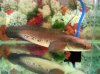 Channa marulioides.jpg