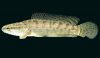 checkered_snakehead.jpg