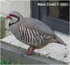 chukar01.jpg