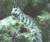 lawnmower blenny.jpg