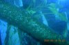 PBEggs2007005.JPG