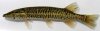AAMFK Esox americanus vermiculatus sales .jpg AAMFK Esox americanus vermiculatus sales .jpg