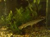 fish005.jpg