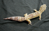 Leopard-Gecko-Male2.gif