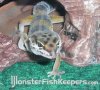 gecko5.jpg