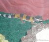 gecko4.jpg