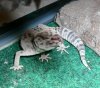 biggecko3.jpg