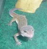 littlegecko1.jpg