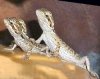 BeardedDragon.jpg BeardedDragon.jpg