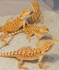BeardedDragonR.jpg BeardedDragonR.jpg