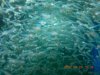 PBEggs2007013.JPG