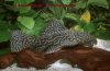 BIGPLECO2.jpg