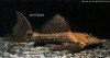 BIGPLECO3.jpg