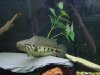 bedroom tank 074.jpg