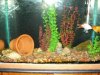 20 gallon.JPG
