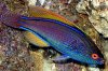 Cirrhilabrus_lineatus_1.jpg