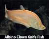 Albino-Clown-Knife-Fish.gif
