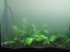 1st day 1 gal planted 003.jpg