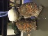 deco fish 011.jpg