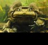 Telmatobius.jpg