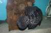 jagmaleDSCN0032tail.jpg