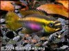 Cichlid-Forum.com.jpg