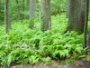 Ferns-&-Trees.gif