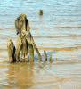 Driftwood.gif