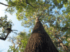 Spanish-Moss.gif