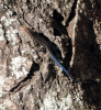 5-Lined-Skink.gif