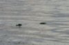 gator 1.jpg