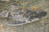 dead pleco.jpg
