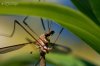 insect01.s.jpg